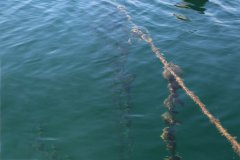 养殖绳的上色方法